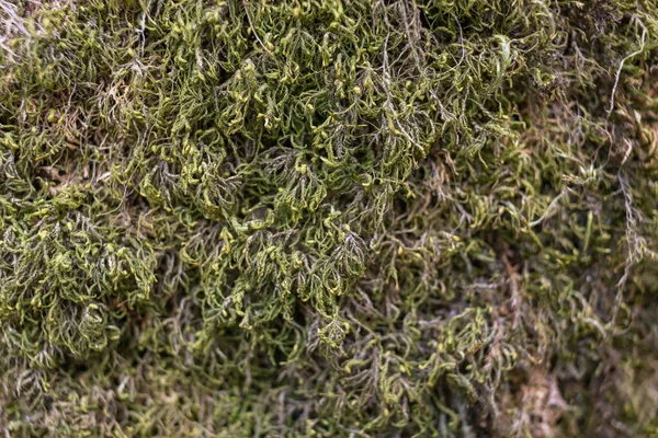 Ağaçta Moss 'a yaklaş. Doğanın geçmişi. Yosun ile Ağaç Kabuğunu Kapat