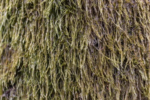 Ağaçta Moss 'a yaklaş. Doğanın geçmişi. Yosun ile Ağaç Kabuğunu Kapat — Stok fotoğraf