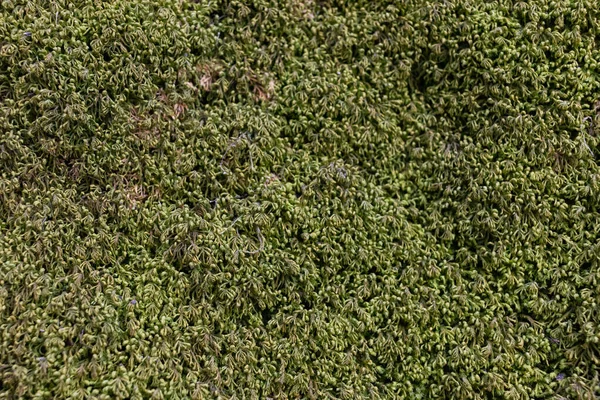 Ağaçta Moss 'a yaklaş. Doğanın geçmişi. Yosun ile Ağaç Kabuğunu Kapat