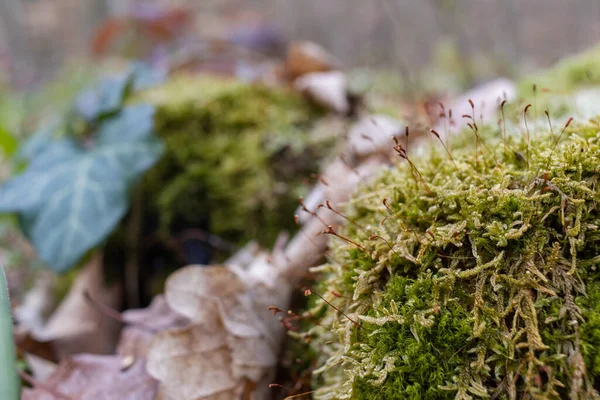 Kütük yosun ile kaplanmış. Güzel kütüğün üzerinde büyüyen mantarlar var. Kesilmiş yosunlu ağaca yakın çekim