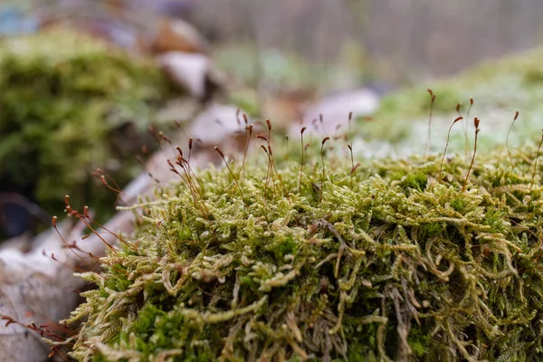 Kütük yosun ile kaplanmış. Güzel kütüğün üzerinde büyüyen mantarlar var. Kesilmiş yosunlu ağaca yakın çekim