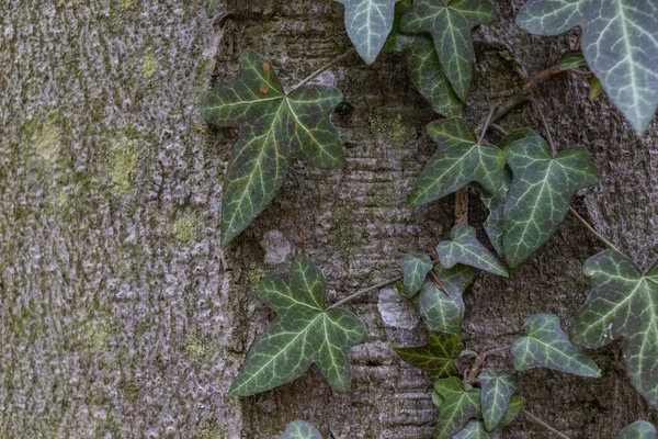 Ivy, Hedera helix or European ivy climbing on bark of a tree. Close up — стоковое фото