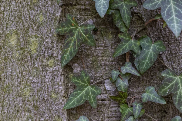 Ivy, Hedera sarmaşığı ya da Avrupa sarmaşığı ağaç kabuğuna tırmanıyor. Kapat.