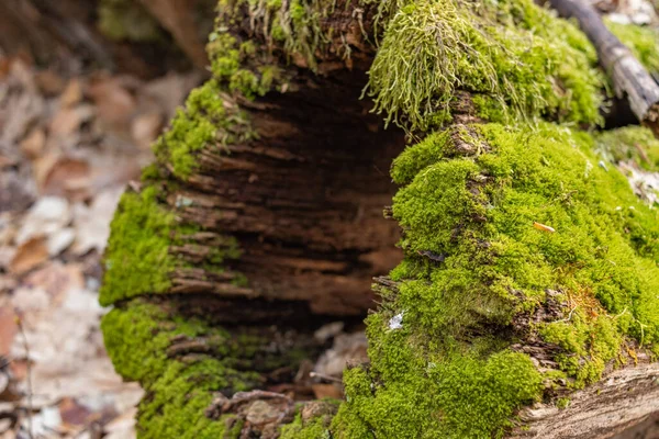 Kütük yosun ile kaplanmış. Kesilmiş yosunlu ağaca yakın çekim