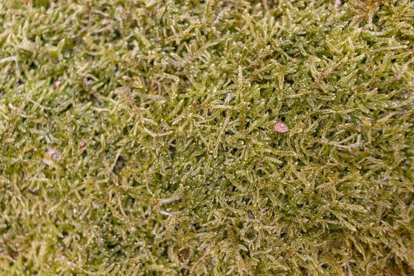 Ağaçta Moss 'a yaklaş. Doğanın geçmişi. Yosun ile Ağaç Kabuğunu Kapat