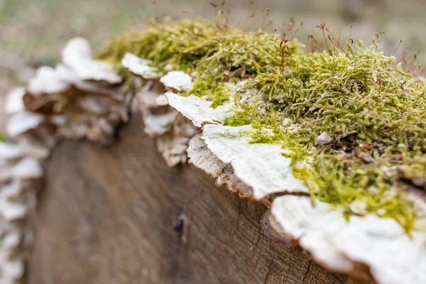 Kütük yosun ile kaplanmış. Güzel kütüğün üzerinde büyüyen mantarlar var. Kesilmiş yosunlu ağaca yakın çekim