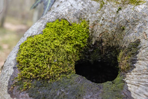 The stump is overgrown with moss. There are mushrooms growing on the beautiful stump. Close-up of a cutted mossy tree — Stock Fotó