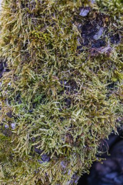 Ağaç dalı yosun ile kaplanmış. Yosun dokusunu kapat