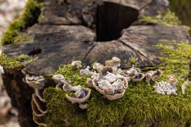 Kütük yosun ile kaplanmış. Güzel kütüğün üzerinde büyüyen mantarlar var. Kesilmiş yosunlu ağaca yakın çekim
