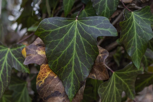 Ivy, Hedera sarmaşığı ya da Avrupa sarmaşığı ağaç kabuğuna tırmanıyor. Kapat.