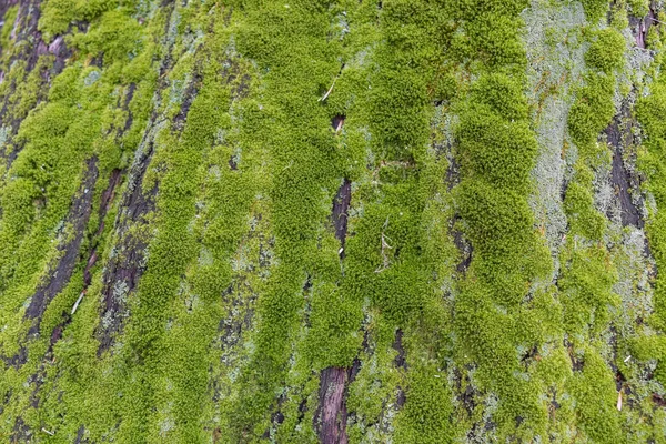 Ağaçta Moss 'a yaklaş. Doğanın geçmişi. Yosun ile Ağaç Kabuğunu Kapat