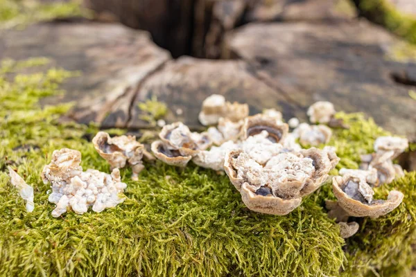 Kütük yosun ile kaplanmış. Güzel kütüğün üzerinde büyüyen mantarlar var. Kesilmiş yosunlu ağaca yakın çekim