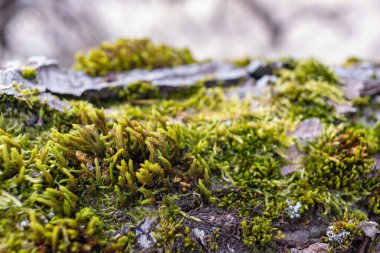 Ağaç dalı yosun ile kaplanmış. Yosun dokusunu kapat