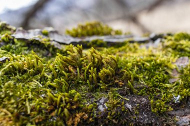 Ağaç dalı yosun ile kaplanmış. Yosun dokusunu kapat