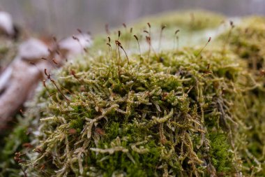 Kütük yosun ile kaplanmış. Güzel kütüğün üzerinde büyüyen mantarlar var. Kesilmiş yosunlu ağaca yakın çekim