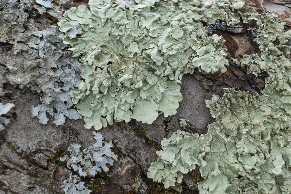 Hipogymnia filsodları. Keşiş başlıklı liken. Lichen ormanın ağaç dalında yakın plan seçici odak — Stok fotoğraf