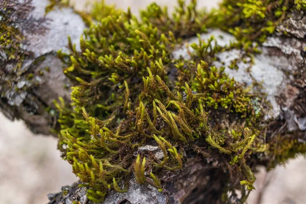 Tree branch overgrown with moss. Close up moss texture —  Fotos de Stock
