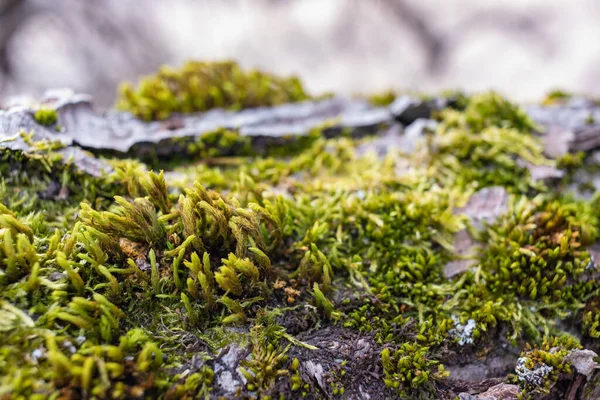 Ağaç dalı yosun ile kaplanmış. Yosun dokusunu kapat