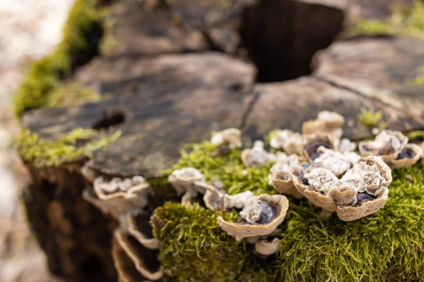 Kütük yosun ile kaplanmış. Güzel kütüğün üzerinde büyüyen mantarlar var. Kesilmiş yosunlu ağaca yakın çekim