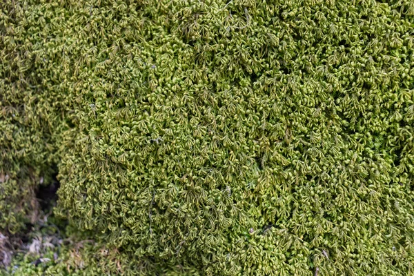 Ağaçta Moss 'a yaklaş. Doğanın geçmişi. Yosun ile Ağaç Kabuğunu Kapat