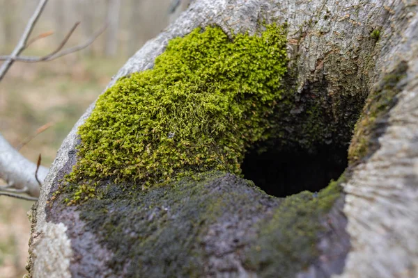 The stump is overgrown with moss. There are mushrooms growing on the beautiful stump. Close-up of a cutted mossy tree — Stock Fotó