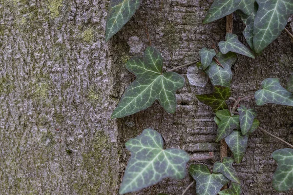 Ivy, Hedera helix or European ivy climbing on bark of a tree. Close up — стоковое фото