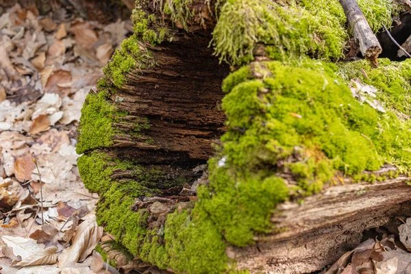 Kütük yosun ile kaplanmış. Kesilmiş yosunlu ağaca yakın çekim