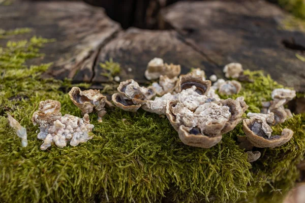 Kütük yosun ile kaplanmış. Güzel kütüğün üzerinde büyüyen mantarlar var. Kesilmiş yosunlu ağaca yakın çekim