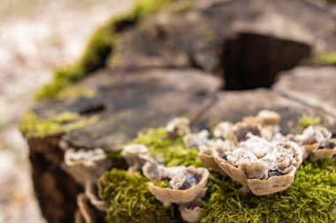 Kütük yosun ile kaplanmış. Güzel kütüğün üzerinde büyüyen mantarlar var. Kesilmiş yosunlu ağaca yakın çekim