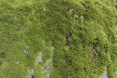 Ağaçta Moss 'a yaklaş. Doğanın geçmişi. Yosun ile Ağaç Kabuğunu Kapat