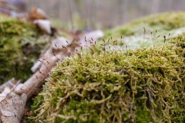 Kütük yosun ile kaplanmış. Güzel kütüğün üzerinde büyüyen mantarlar var. Kesilmiş yosunlu ağaca yakın çekim