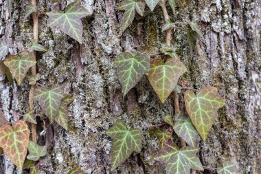 Ivy roots on tree trunk. Hedera helix or European ivy climbing on bark of a tree. Close up