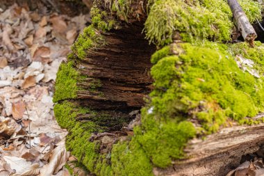 Kütük yosun ile kaplanmış. Kesilmiş yosunlu ağaca yakın çekim