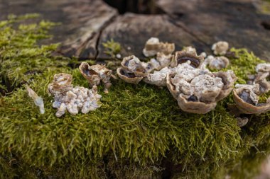 Kütük yosun ile kaplanmış. Güzel kütüğün üzerinde büyüyen mantarlar var. Kesilmiş yosunlu ağaca yakın çekim