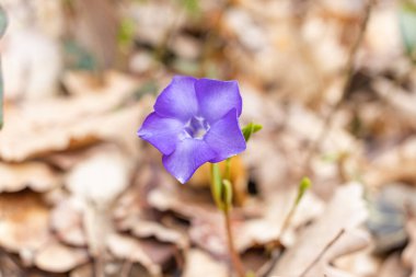 Vinca minör. Periwinkle, cüce menekşe, küçük menekşe, yaygın menekşe menekşesi. Orta ve Güney Avrupa 'da yetişen bir bitki türü.