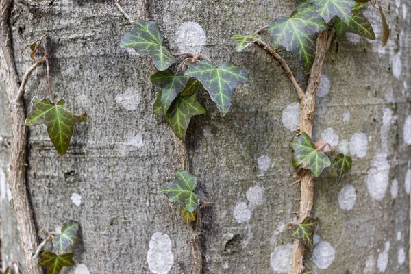 Ivy roots on tree trunk. Hedera helix or European ivy climbing on bark of a tree. Close up — стоковое фото