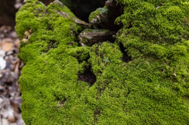 Ormanda yosunla boğul. Karanlık bir ormanda yosunla kaplı ağaç kütüğünün üst görüntüsü.