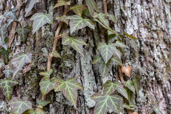 Ivy Hedera Helix European Ivy Climbing Bark Tree Ivy Roots — Photo