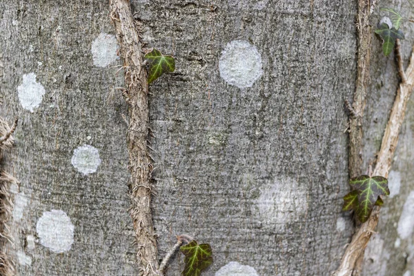 Айви Спираль Хедеры Европейский Плющ Взбирающийся Кору Дерева Корни Айви — стоковое фото