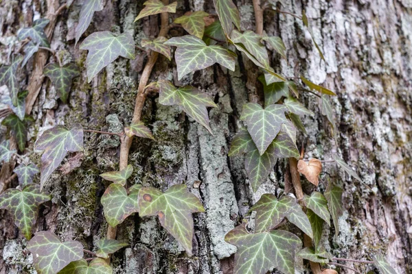 Ivy Hedera Helix European Ivy Climbing Bark Tree Ivy Roots — Photo