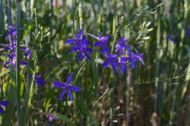 Çatallı tarla faresi, Consolida regalis ya da Vahşi Delphinium mavi çiçekleri, sığ alan derinliği. yaz bitkileri