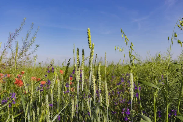 Vahşi gelincikler - Papaver rhoeas and Forking larkspur - Consolida regalis güneşli bir günde yaz meydanında çiçek açıyor - seçici bir odak