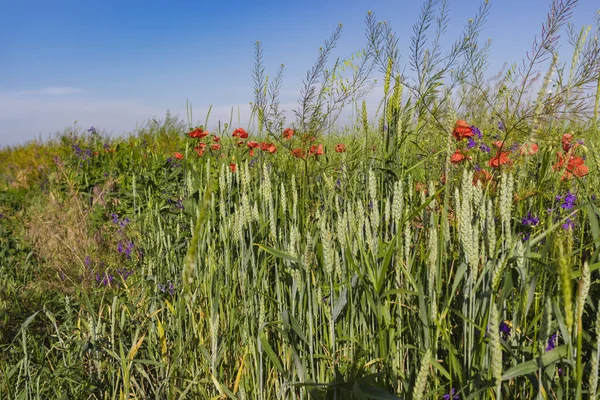 Mohnfeld Rote Mohnblumen Blühen Einem Wilden Feld Bei Sonnigem Wetter — Stockfoto