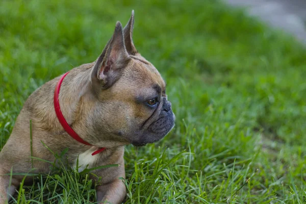 Aranyos Francia Bulldog Lány Fekszik Fűben Vidéki Nyár — Stock Fotó
