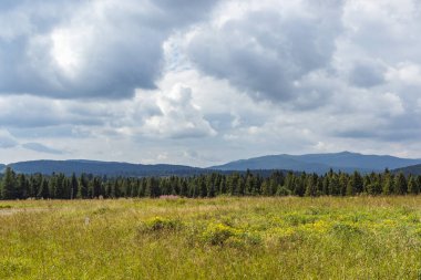 Karpatlar 'da bir dağ çayırı. Vadileri ve çimenli tepeleri olan yaz manzarası. Parlak mavi gökyüzünde kabarık bulutlar. Doğa tazeliği kavramı