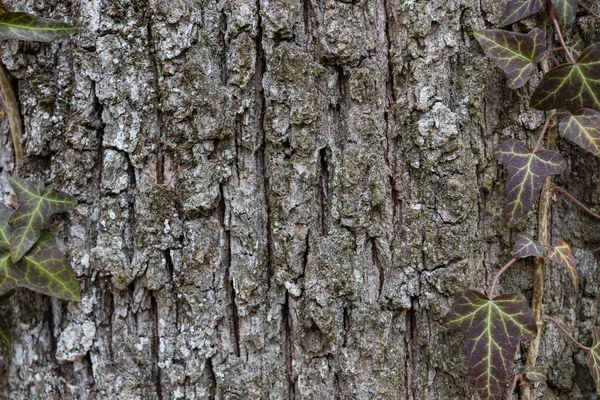 Естественный Фон Текстурированной Серой Корой Зелеными Листьями Плюща Границе Парк — стоковое фото