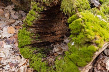Kütük yosun ile kaplanmış. Kesilmiş yosunlu ağacın yakın çekimi.