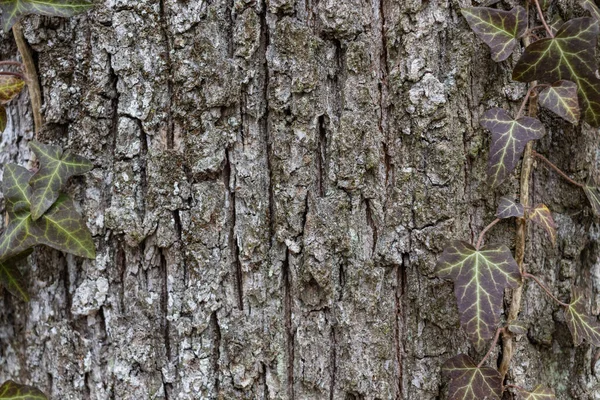 Natural Background Textured Grey Bark Green Ivy Leaves Border Park — Photo