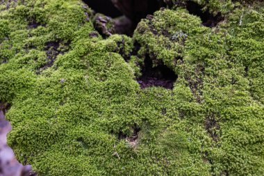 Ormanda yosunla boğul. Karanlık bir ormanda yosunla kaplı ağaç kütüğünün üst görüntüsü.