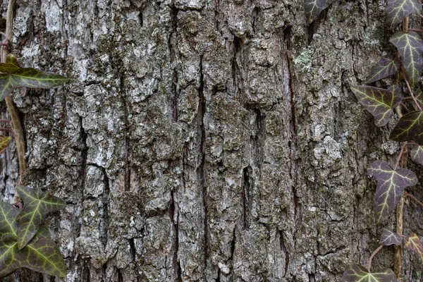 Natural Background Textured Grey Bark Green Ivy Leaves Border Park — Photo